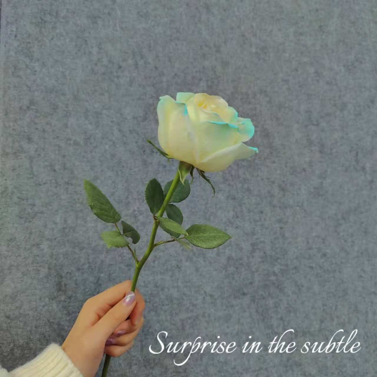 https://static.juzhiyuan.me/uPic/images/photos/image004.jpg